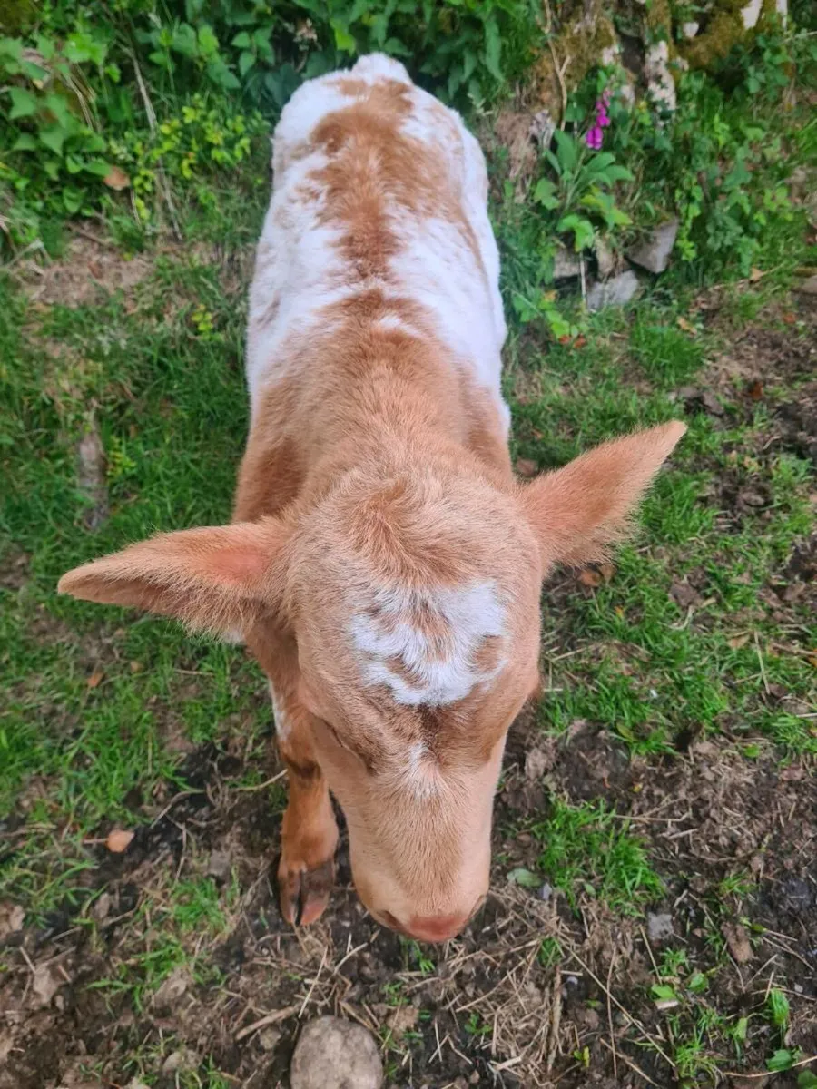 Super foster calf - Image 4