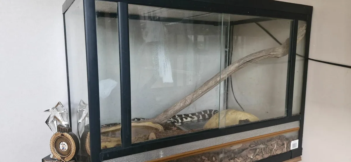 Pet - Image 1