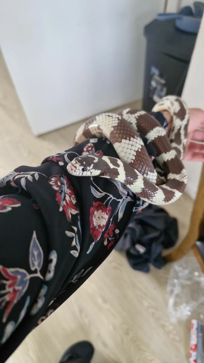 Pet - Image 2