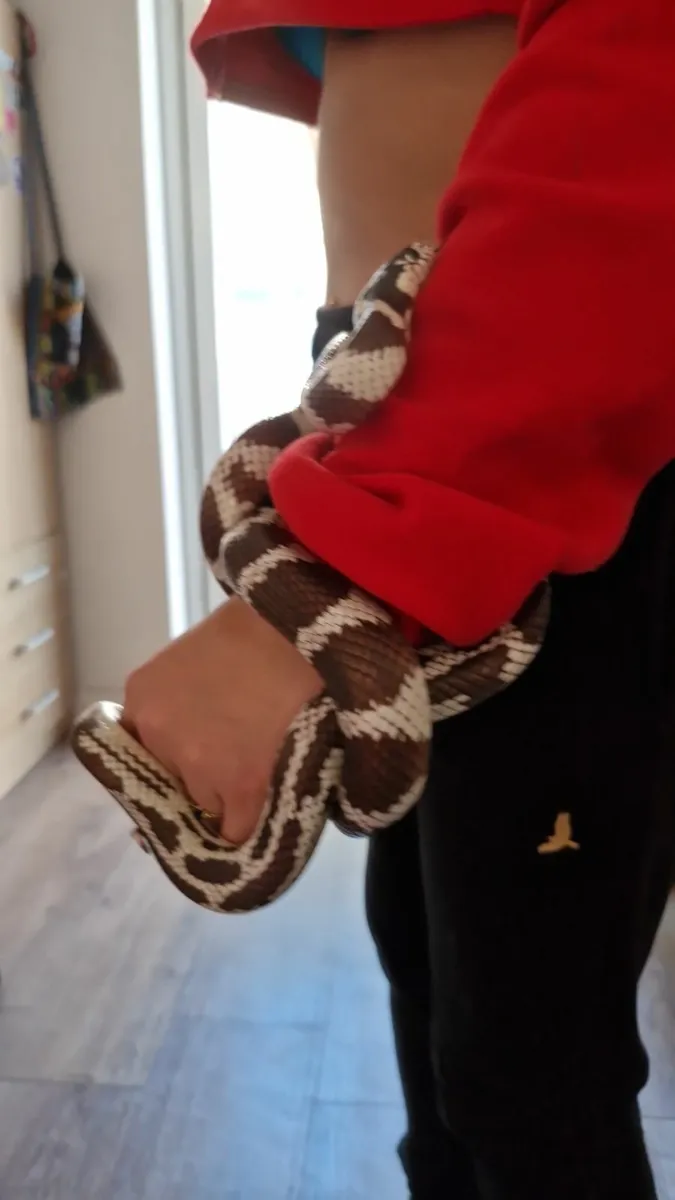 Pet - Image 3