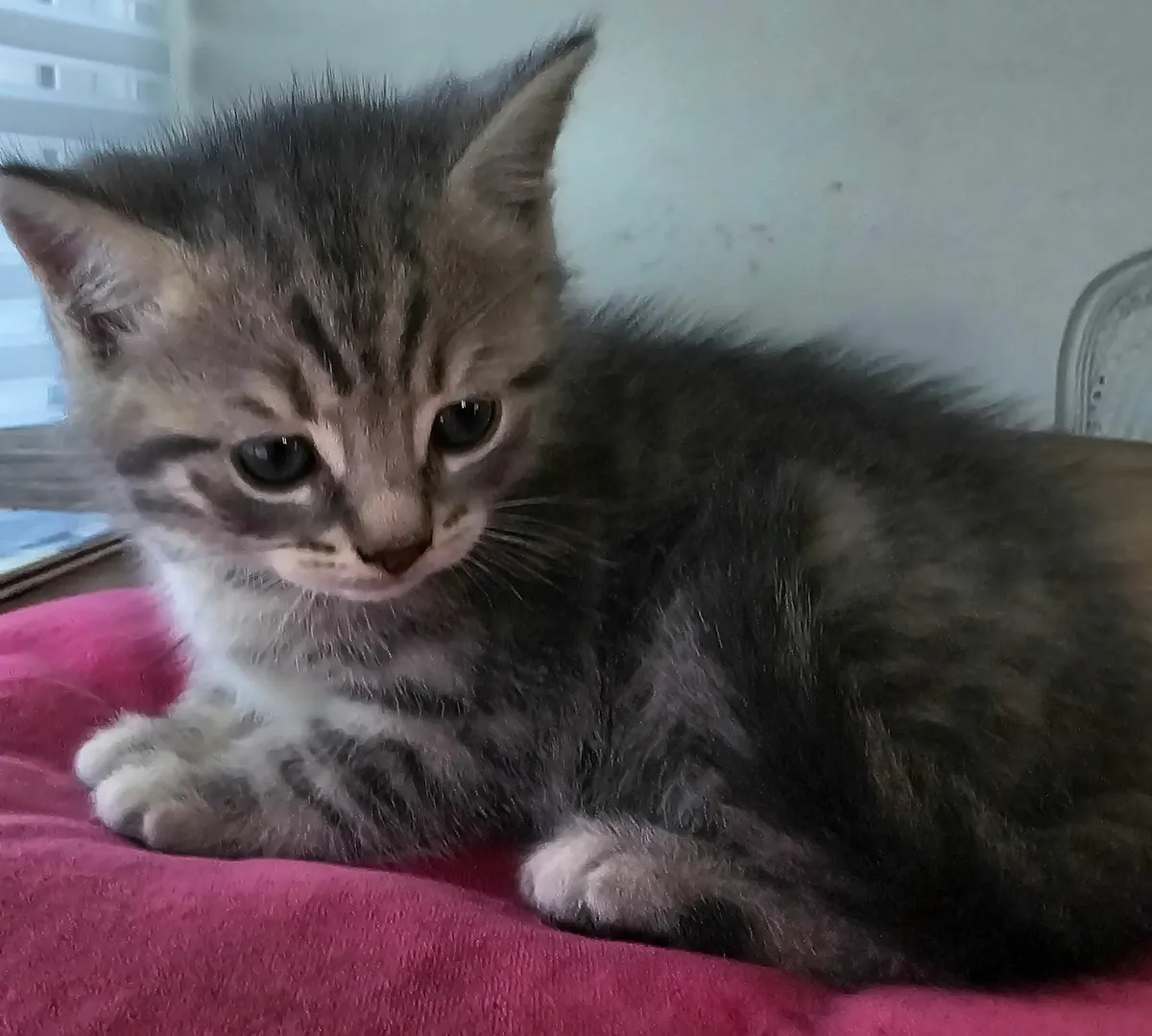 British shorthair/Russian Blue Kittens - Image 2