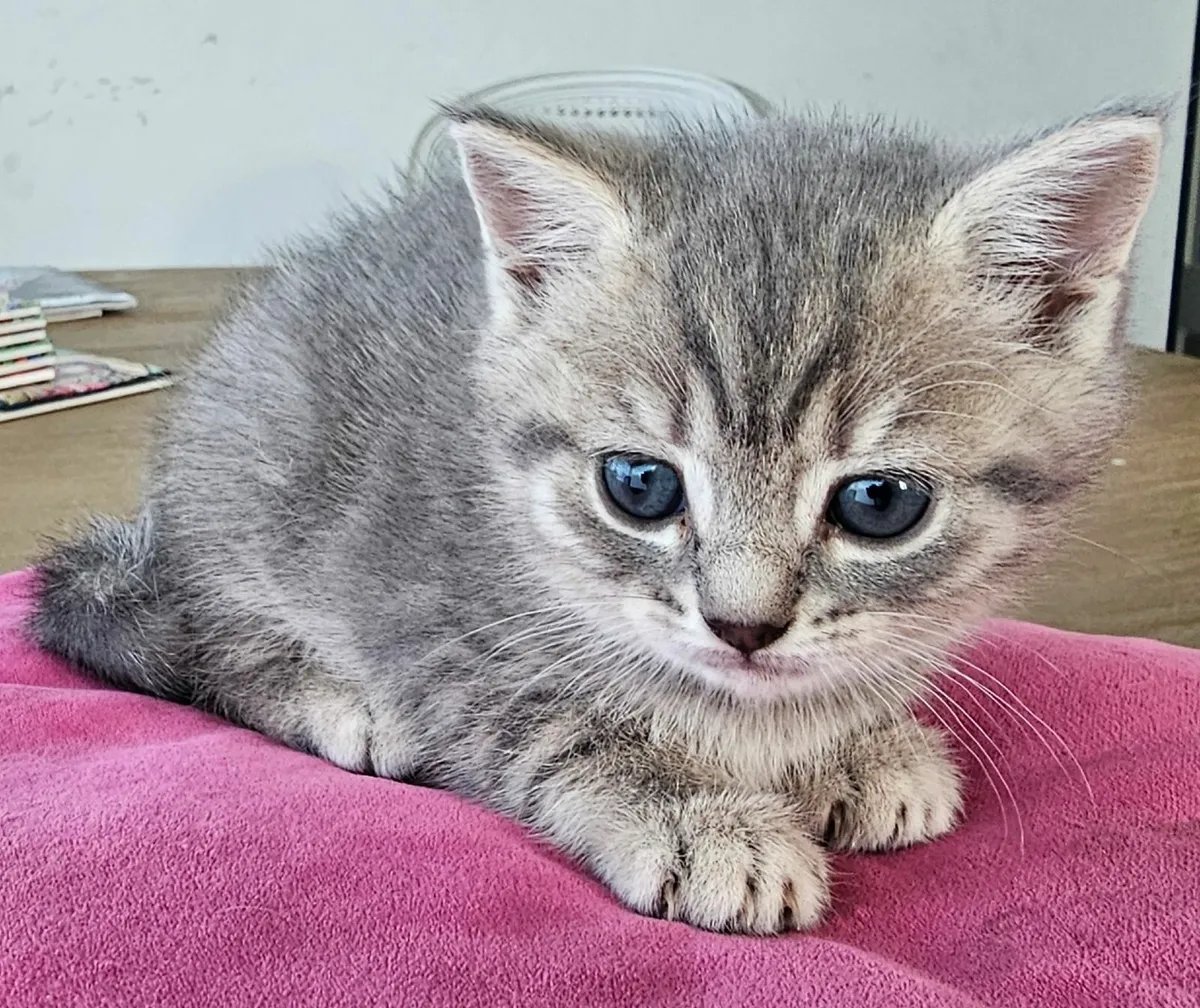 British shorthair/Russian Blue Kittens - Image 3