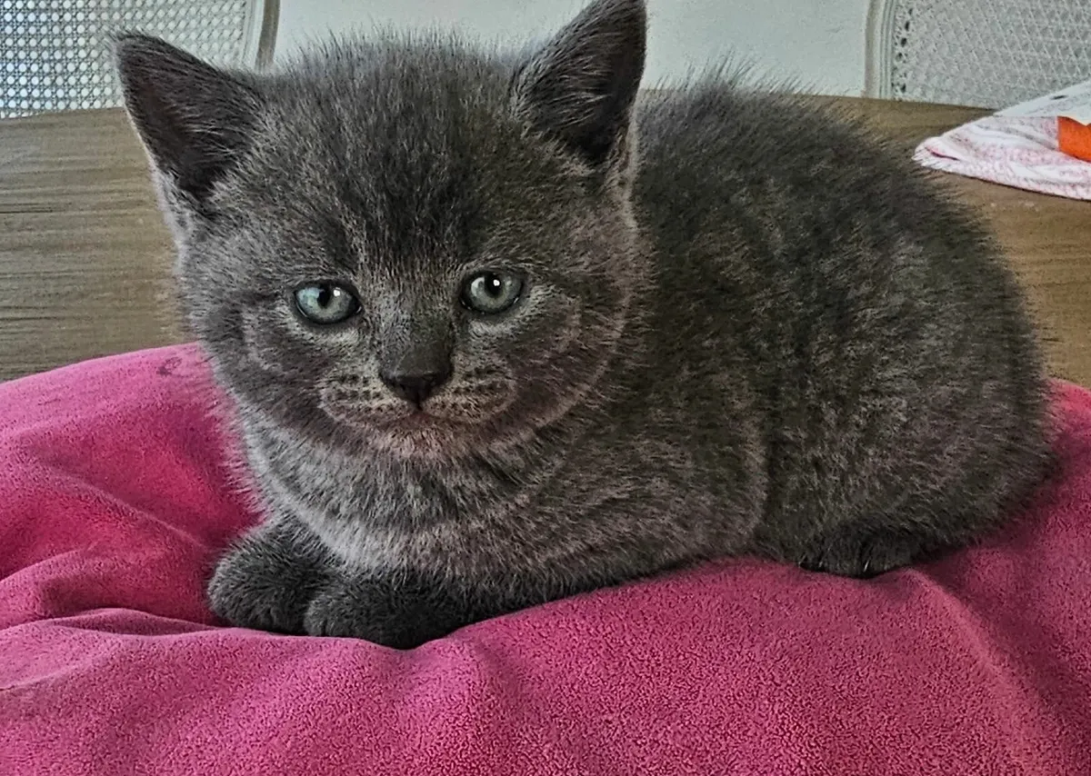 British shorthair/Russian Blue Kittens - Image 4