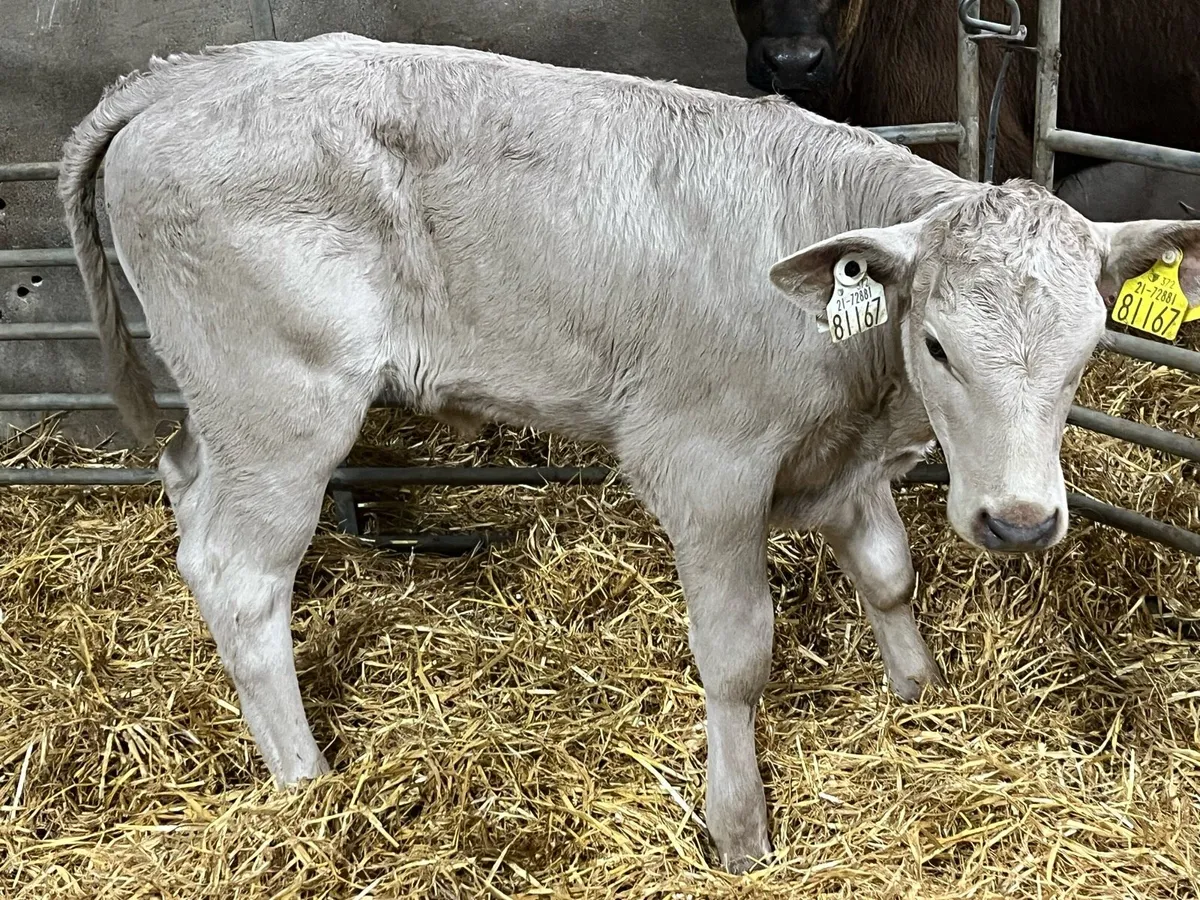 Super 2 Month Old Cow Maker Bundle - Image 1