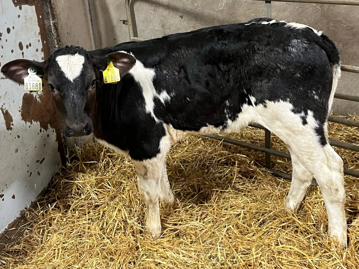 Super 2 Month Old Cow Maker Bundle - Image 2