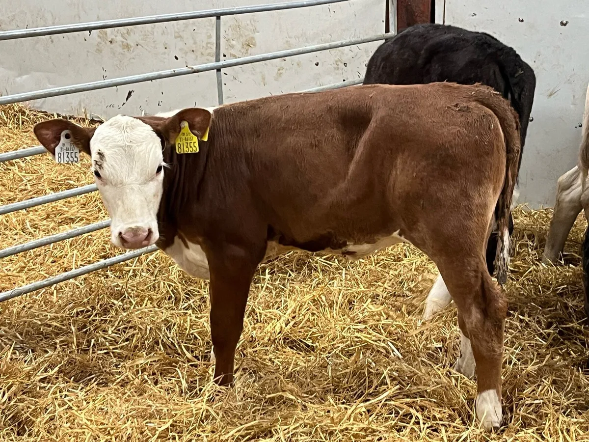 Super 2 Month Old Cow Maker Bundle - Image 4