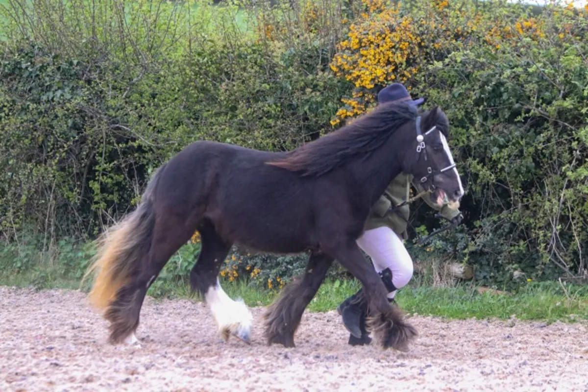 Traditional gypsy cob - Image 2