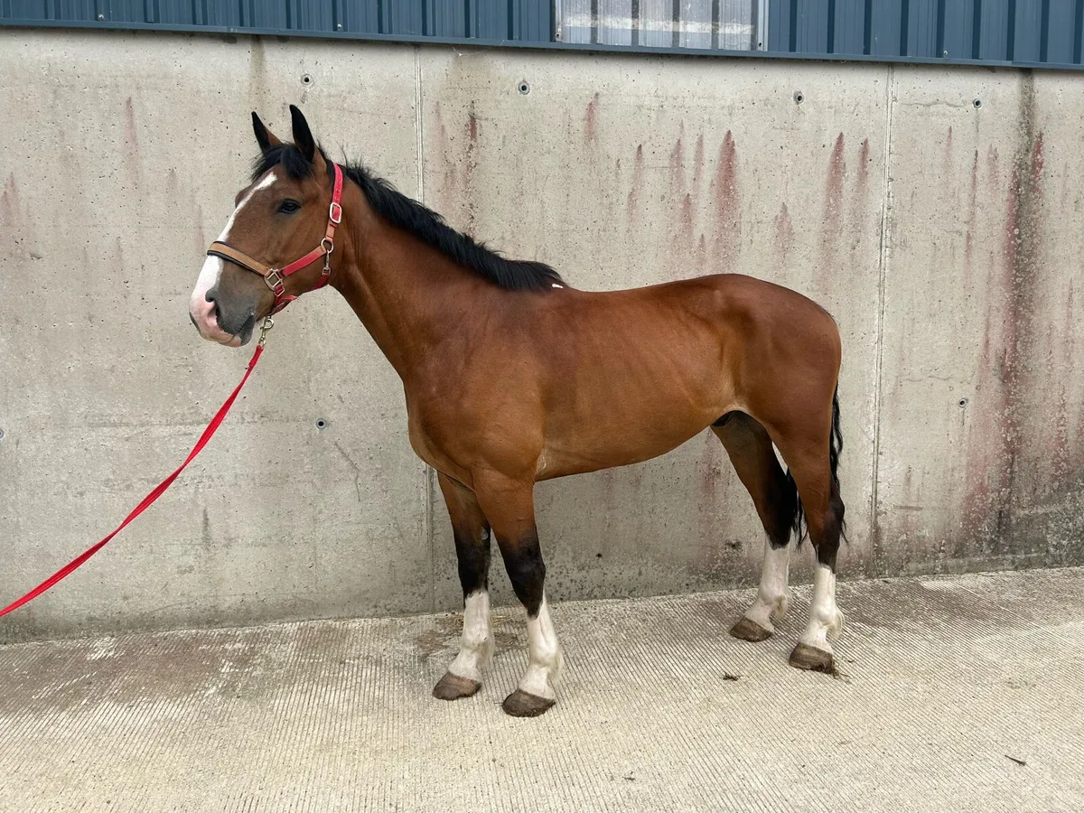 6 year old 16.2hh - Image 1