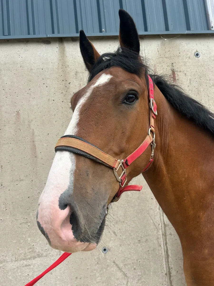 6 year old 16.2hh - Image 2