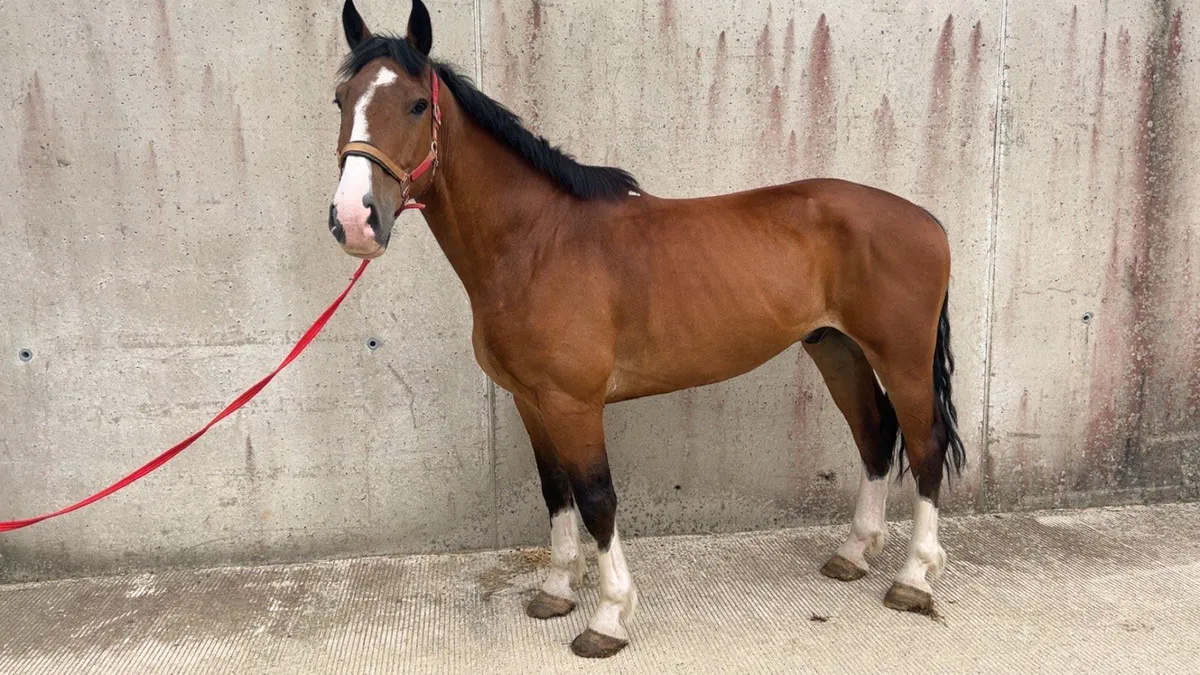 6 year old 16.2hh - Image 3