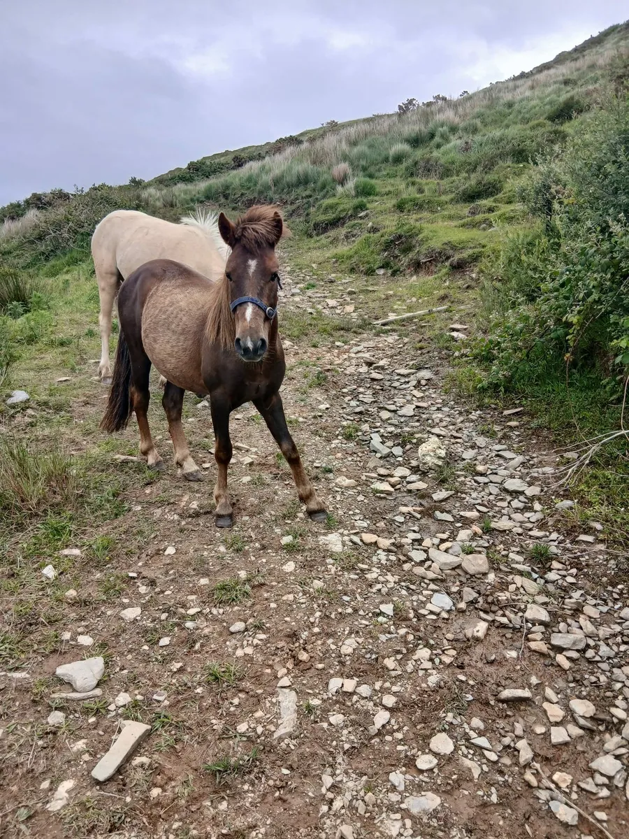 2 Little 12hh show ponys.....ridden and driven - Image 1