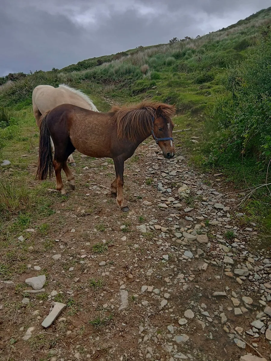 2 Little 12hh show ponys.....ridden and driven - Image 4