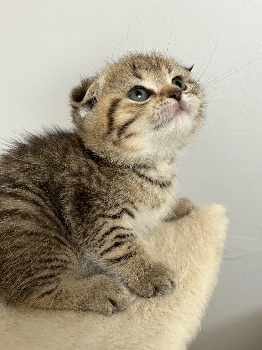 Scottish fold and straight kittens - Image 1