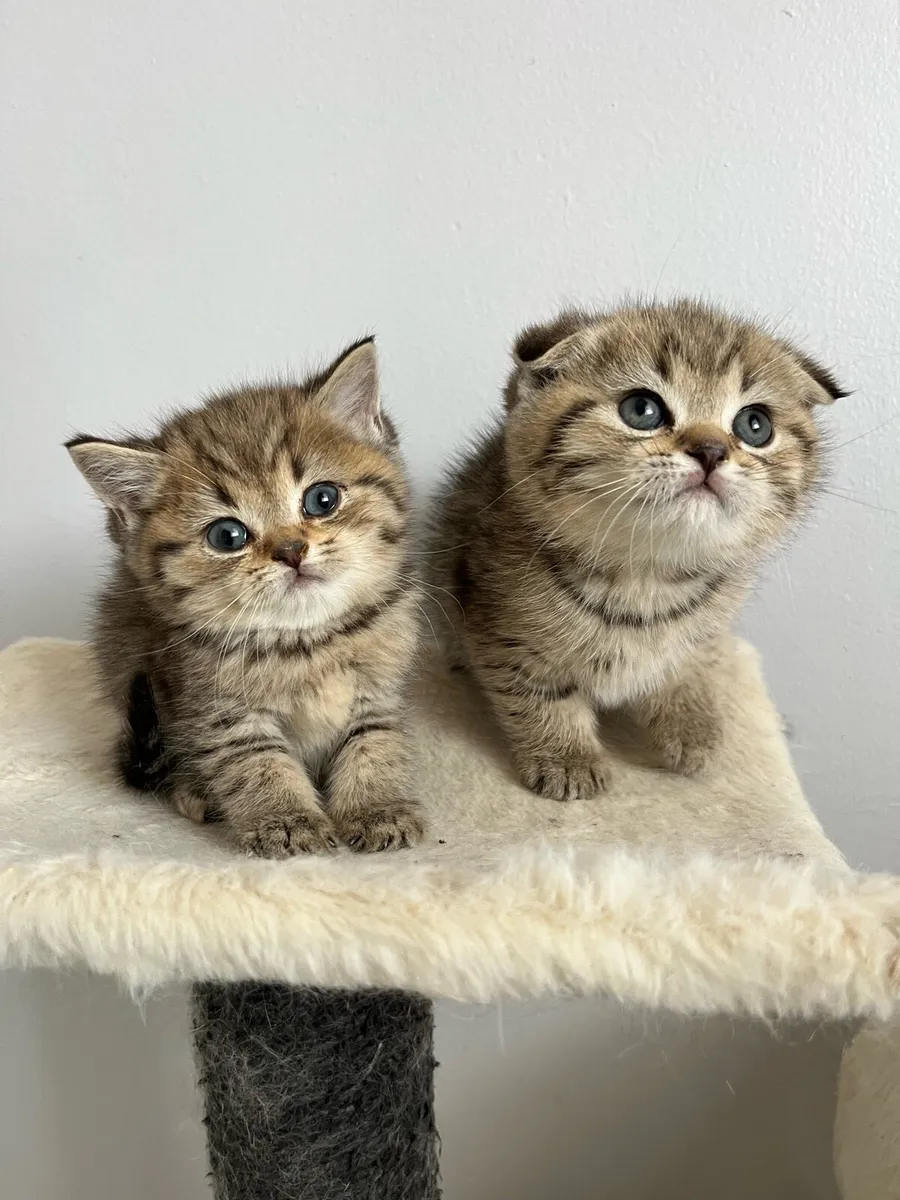 Scottish fold and straight kittens - Image 2