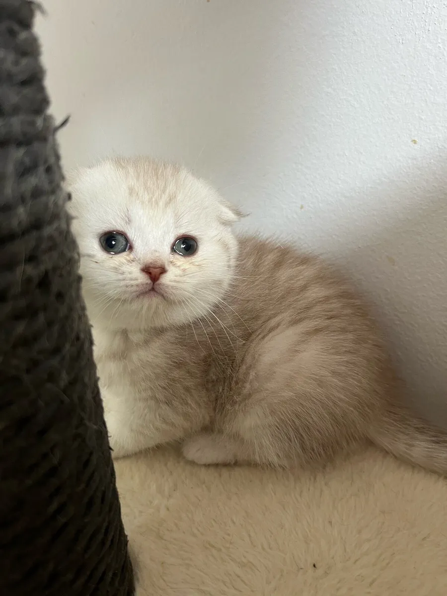 Scottish fold and straight kittens - Image 3