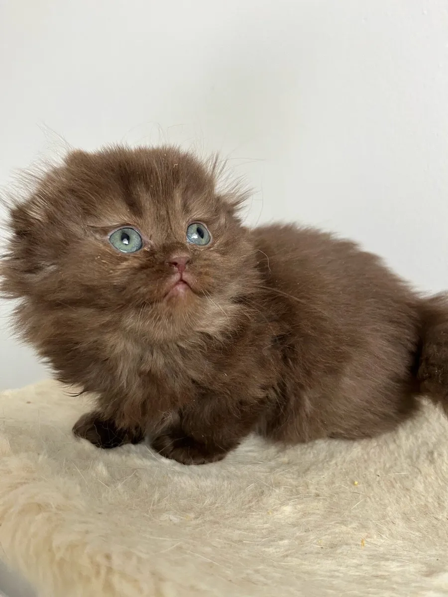 Scottish fold and straight kittens - Image 4