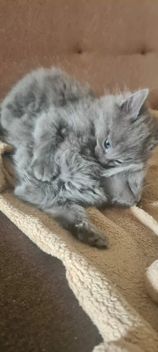 Kittens - Image 2