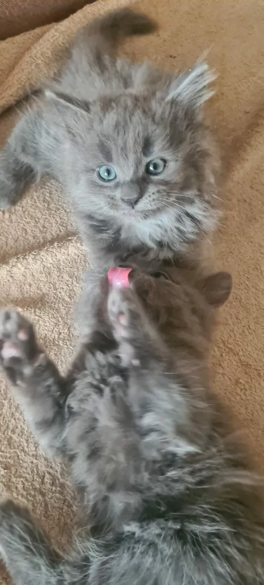 Kittens - Image 3