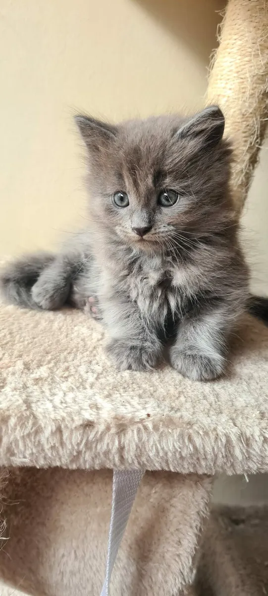 Kittens - Image 4