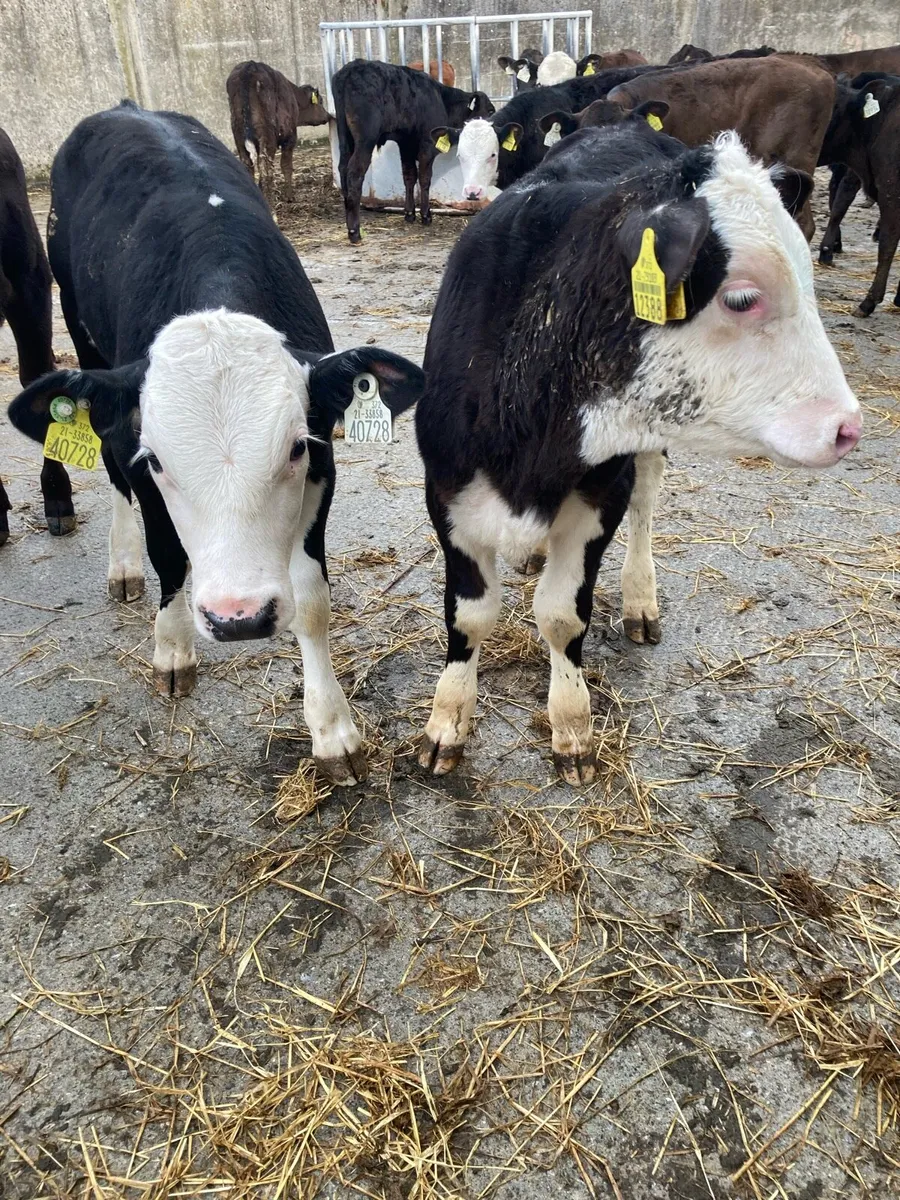 SUPER QUALITY HEX/AA BULL WEANLINGS - Image 4