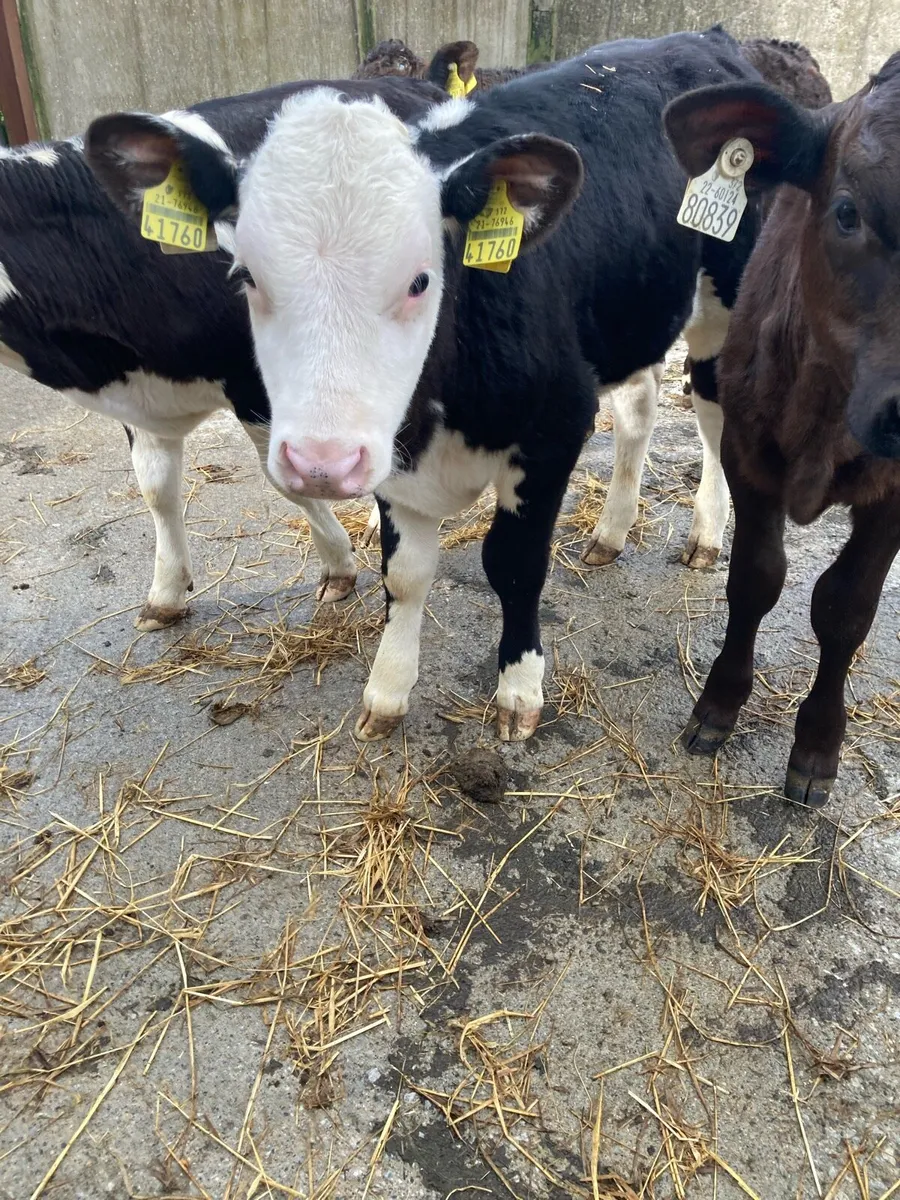 SUPER QUALITY HEX/AA BULL WEANLINGS - Image 2