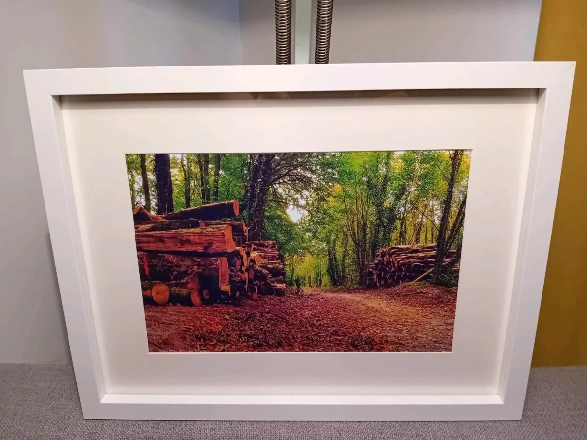 Rostellan woods - Image 3
