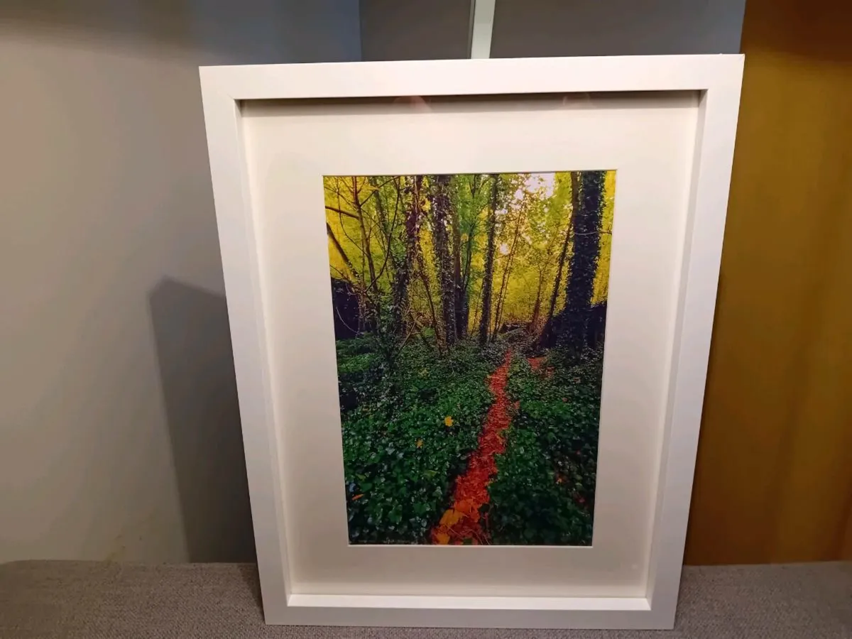 Rostellan woods - Image 4