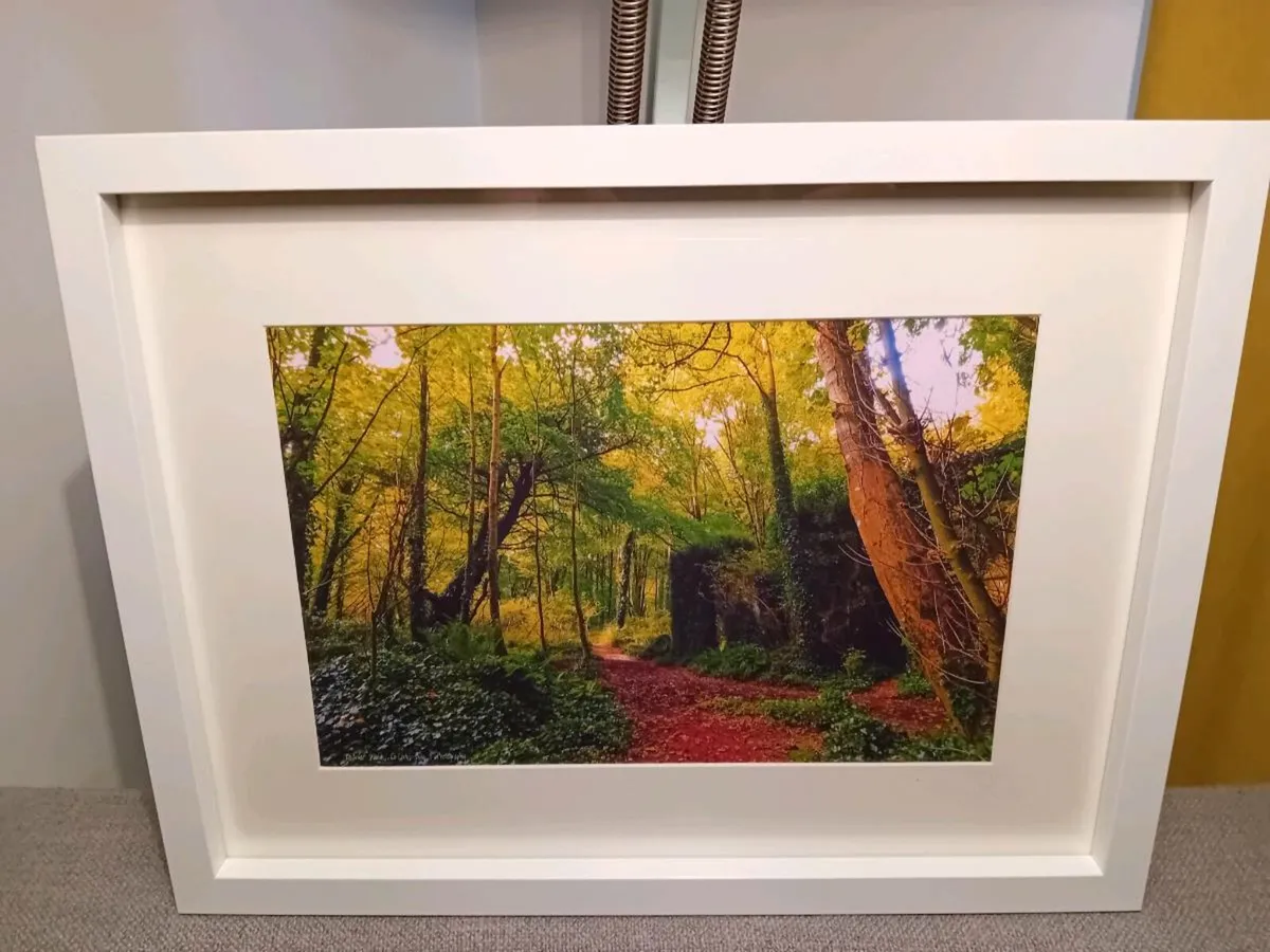 Rostellan woods - Image 1