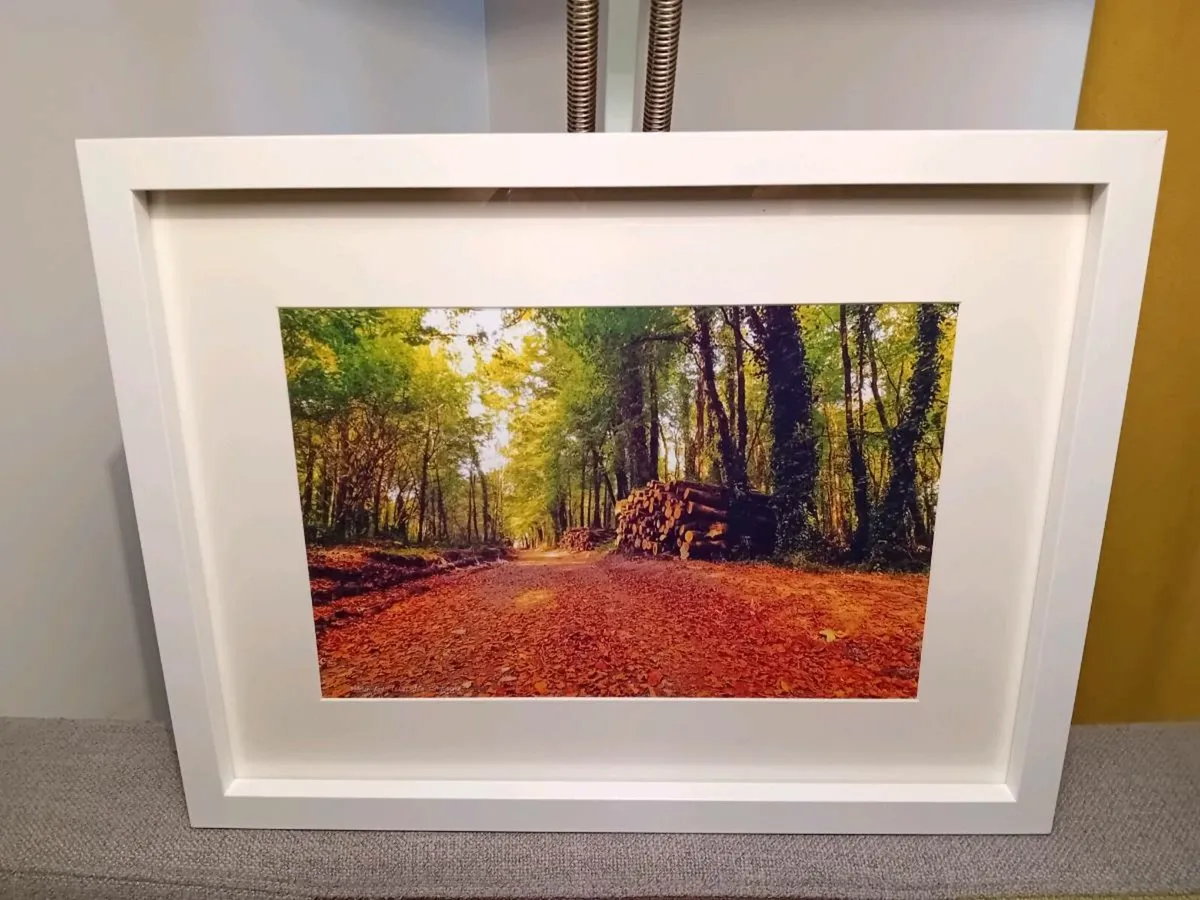 Rostellan woods - Image 2