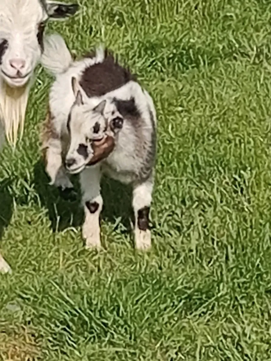 Pygmy goats - Image 1