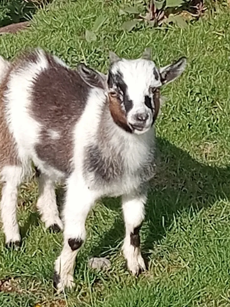 Pygmy goats - Image 2
