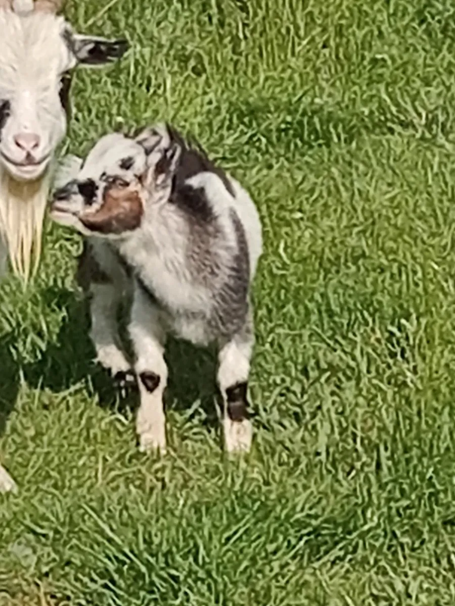 Pygmy goats - Image 3