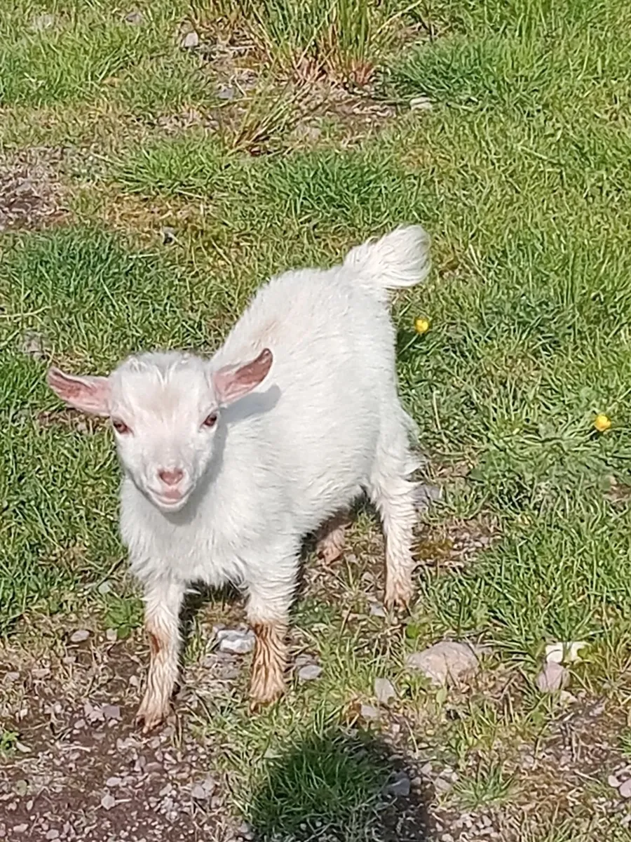 Pygmy goats - Image 4
