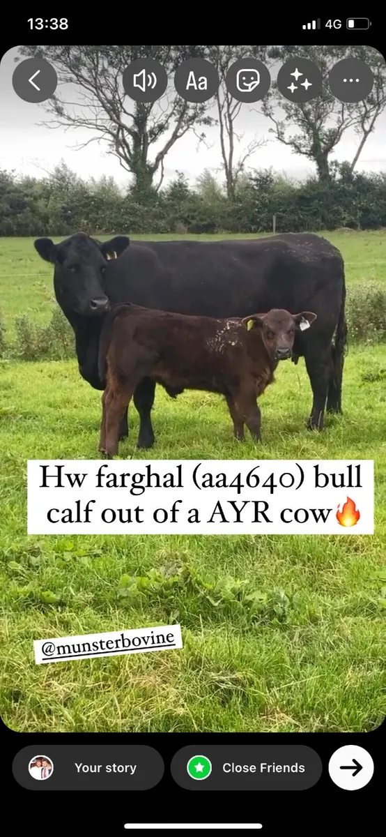 Pedigree AA bull
