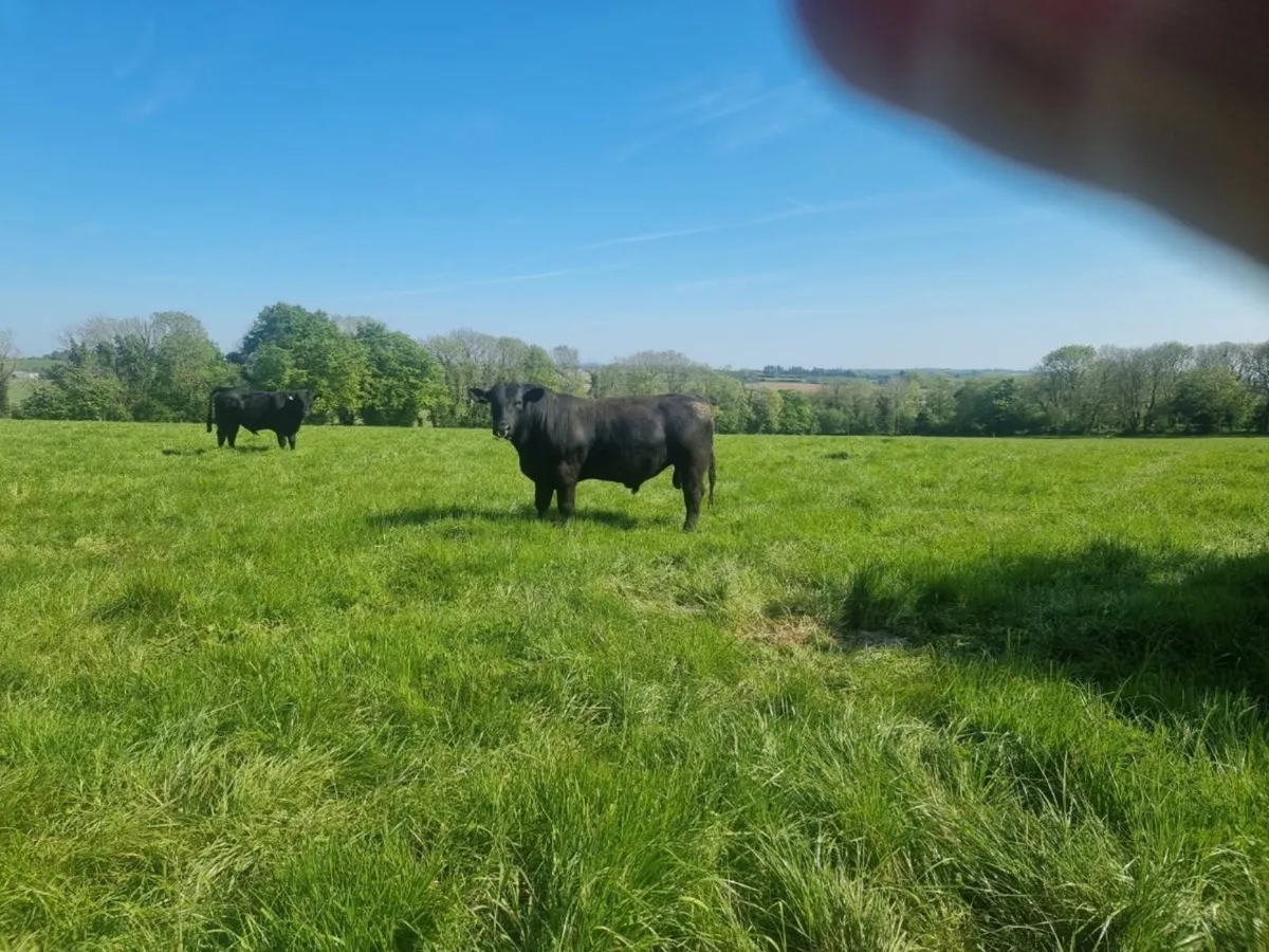 Angus bulls