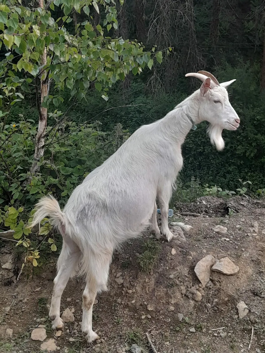 Goats for sale - Image 1