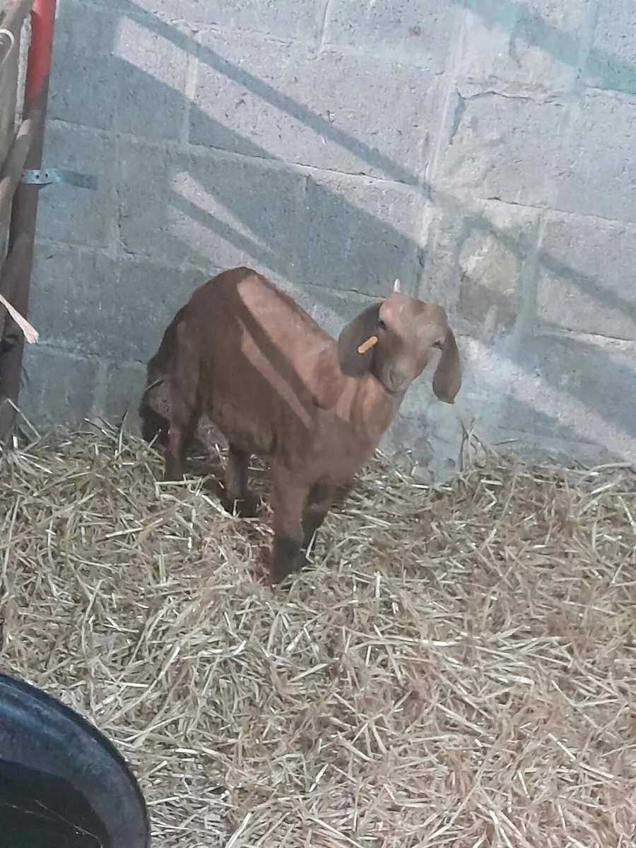 Goats for sale - Image 2