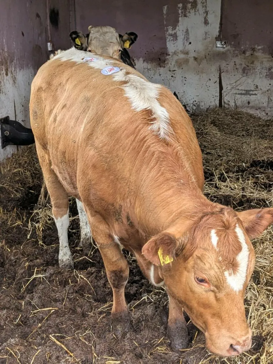 Irish Moiled X Limousin - Image 3
