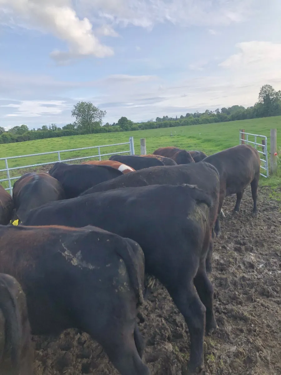Beef cattle - Image 2