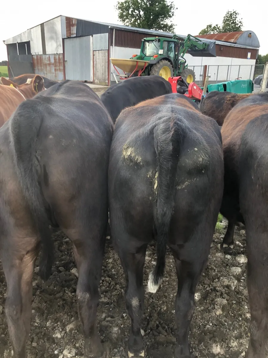 Beef cattle - Image 1