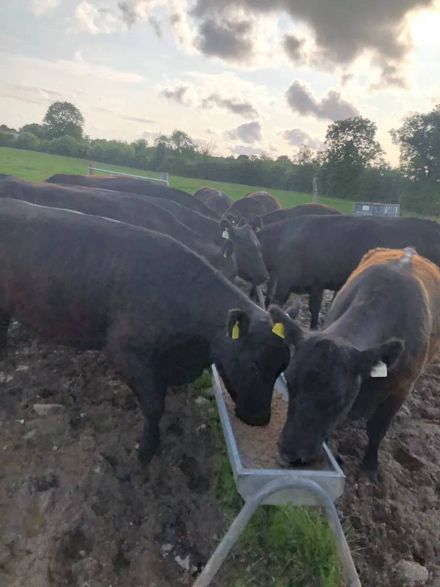 Beef cattle - Image 3