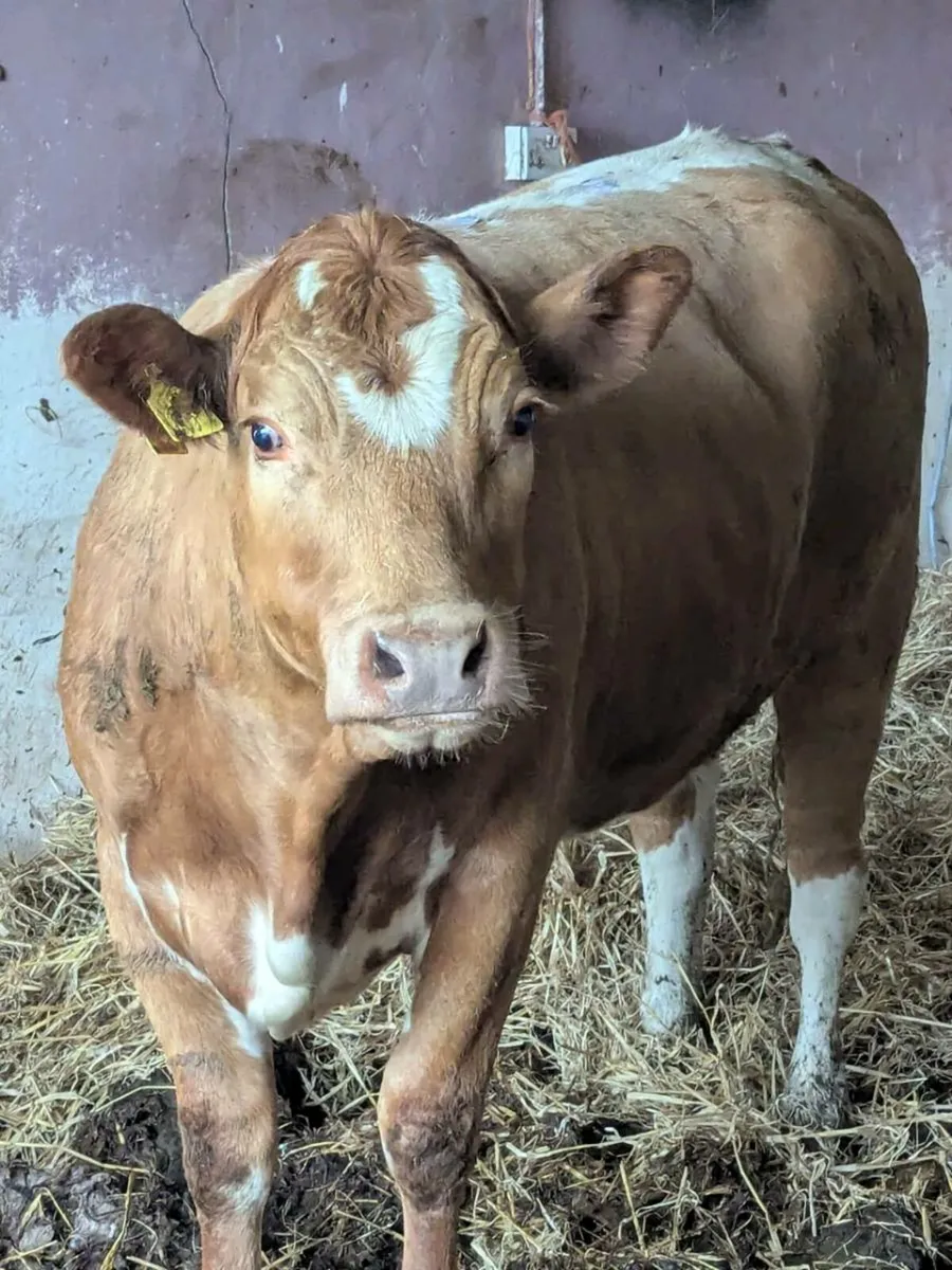 Irish Moiled X Limousin - Image 1