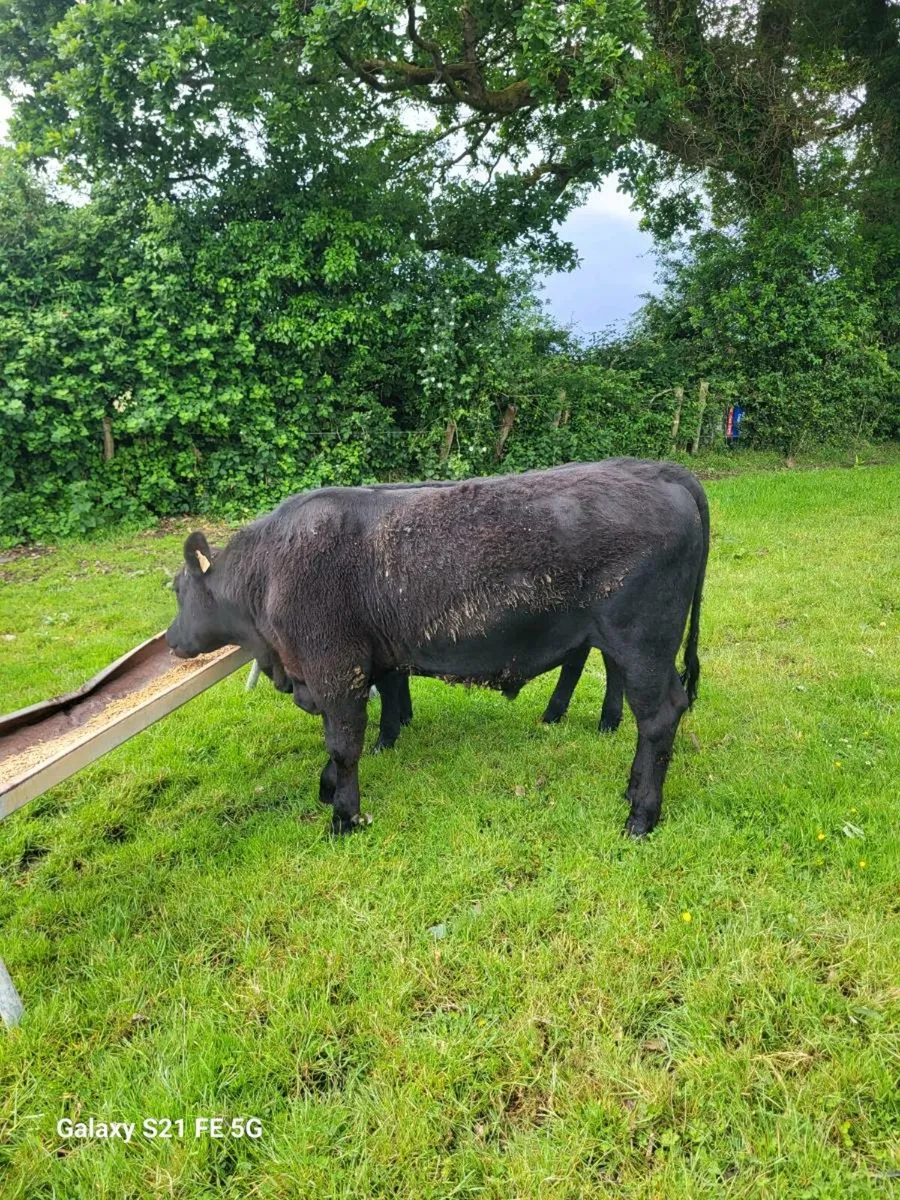 Pbr Angus bull - Image 1