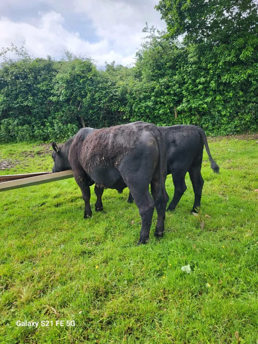 Pbr Angus bull - Image 3