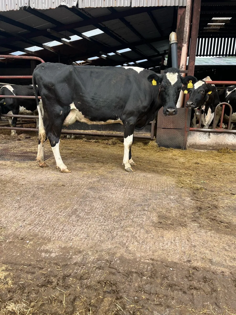 Cow for rearing calves - Image 1
