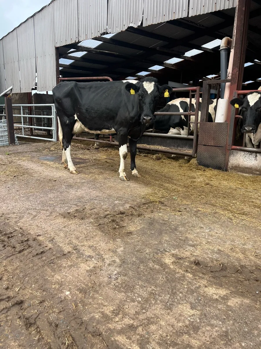 Cow for rearing calves - Image 2