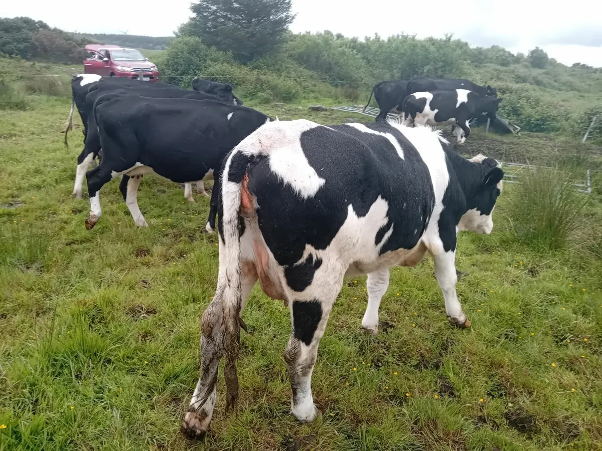 Cattle - Image 1