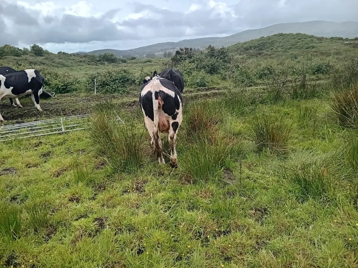 Cattle - Image 2
