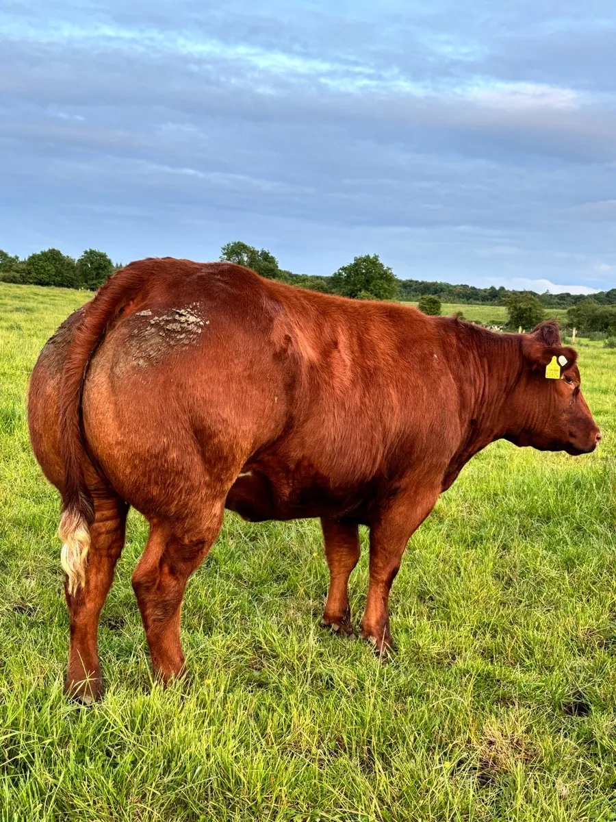 Two show heifers for tullamore mart 9th🔥 - Image 1