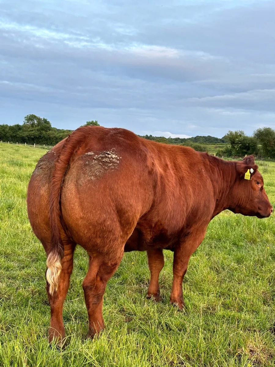 Two show heifers for tullamore mart 9th🔥 - Image 2